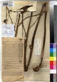 Specimen picture.