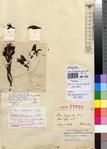 Specimen picture.