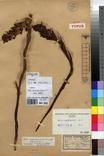 Specimen picture.