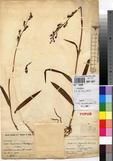 Specimen picture.