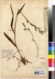 Specimen picture.