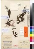 Specimen picture.
