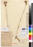 Specimen picture.