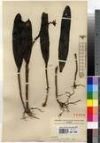 Specimen picture.