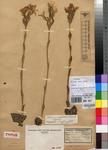 Specimen picture.