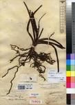 Specimen picture.