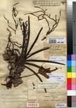 Specimen picture.