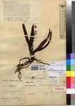 Specimen picture.
