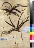 Specimen picture.