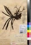 Specimen picture.