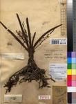 Specimen picture.