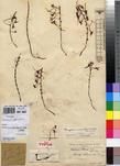 Specimen picture.