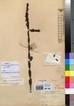 Specimen picture.