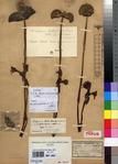 Specimen picture.
