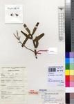 Specimen picture.