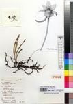 Specimen picture.