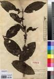 Specimen picture.