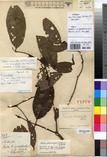 Specimen picture.
