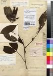 Specimen picture.