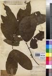 Specimen picture.