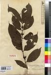 Specimen picture.