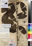 Specimen picture.