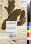 Specimen picture.