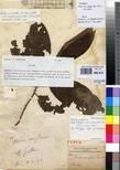 Specimen picture.