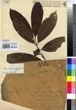 Specimen picture.
