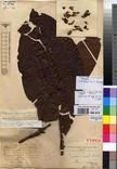 Specimen picture.