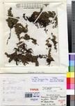 Specimen picture.