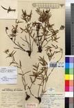 Specimen picture.