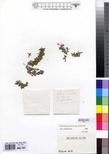 Specimen picture.