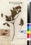 Specimen picture.