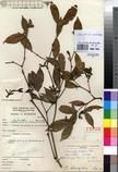 Specimen picture.