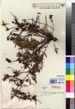 Specimen picture.