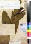 Specimen picture.