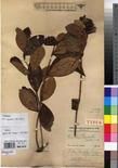 Specimen picture.