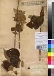 Specimen picture.