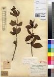 Specimen picture.