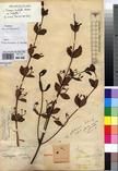 Specimen picture.