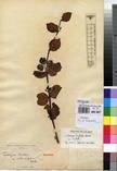 Specimen picture.