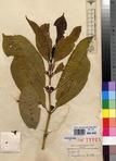 Specimen picture.