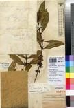 Specimen picture.
