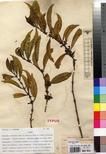 Specimen picture.