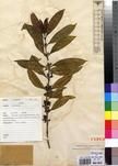 Specimen picture.