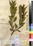 Specimen picture.