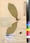 Specimen picture.