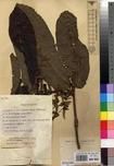 Specimen picture.