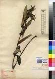 Specimen picture.
